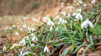 spring snowdrops in the grass