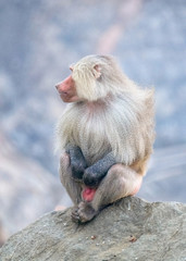 Male Baboon sitting on a Rock on the top of Al Taif Mountains, KSA, Saudi Arabia.