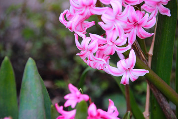 Blume Pink Natur Pflanze Frühling