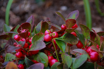 Beeren Busch Natur Pflanze Frühling