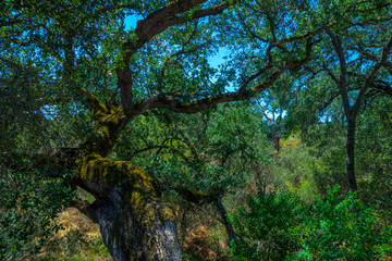 Mature Old Oak Tree in the Sunny Forest