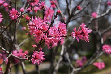 Amygdalus persica cv.Stellata / Rosaceae deciduous shrub.