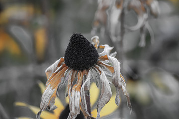 yellow autumn leaves