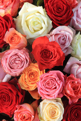 Colorful wedding roses