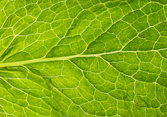 Mint leaf