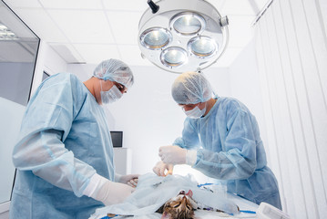 In a modern veterinary clinic, an operation is performed on an animal on the operating table in...