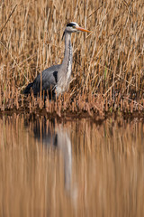 Grey Heron in habitat. Her Latin name is Ardea cinerea.