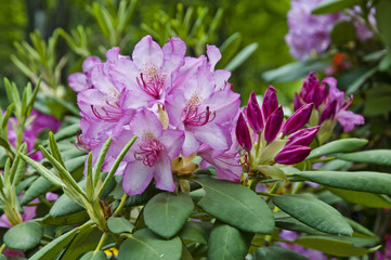 ピンクのシャクナゲの花