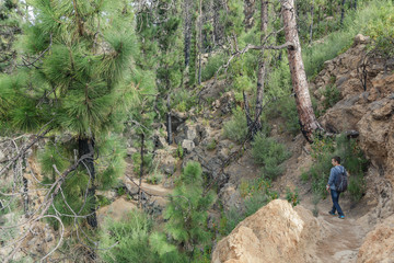 A young man with a backpack travels along a route in the west side of Tenerife. Hiking by the mountain trail surrounded by endemic vegetation pine tree forest and fields of lava rocks. Canary Islands