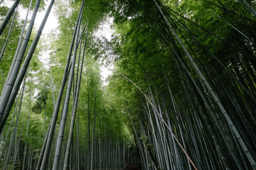 Fototapeta na wymiar bamboo forest in kyoto japan