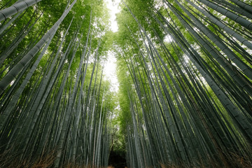bamboo forest in kyoto japan