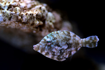 Aiptasia Eating Filefish - ( Acreichthys tomentosus ) 