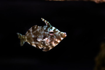 Aiptasia Eating Filefish - ( Acreichthys tomentosus ) 