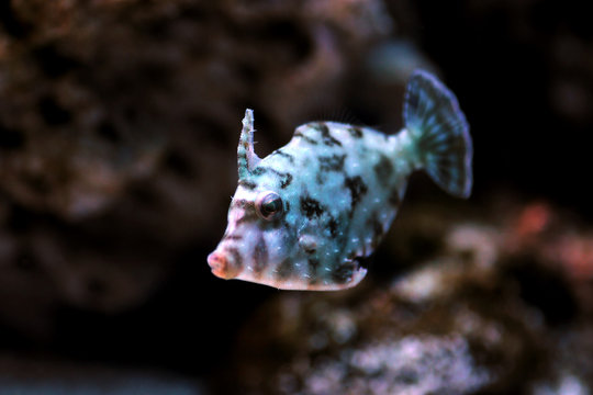 Aiptasia Eating Filefish - ( Acreichthys tomentosus ) 