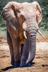 Naklejka na ściany i meble Portrait of male elephant on safari in Africa
