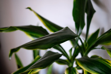 Close up of Corn Plant leaves
