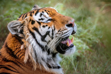 Close up Portrait of adult tiger