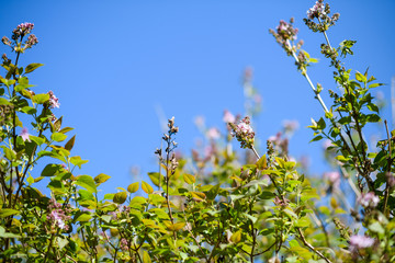 Syringa flower ready to bloom in fresh spring with clear blue sky in background
