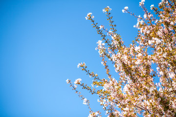 Detail of in bloom cherry sakura tree against clear blue sky in background