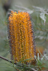 A close-up of a golden banksia flower with black tips on a branch with green spiky leaves at its base. With a short depth of field, the background is a blur of green and silver.