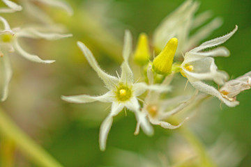 Swamp Lily Crinum pedunculatum asiaticum