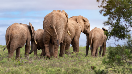 Naklejka na ściany i meble Herd of elephants walking away on safari
