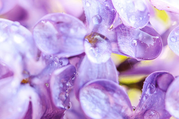 Beautiful smell violet purple lilac blossom flowers in spring time. Close up macro twigs of lilac with rain drops. Inspirational natural floral blooming garden or park. Ecology nature landscape