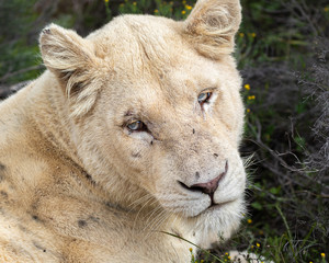 Portrait of rare female white lion / lioness