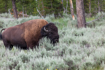 Fototapeta premium Bison Walking in Brush at Yellowstone