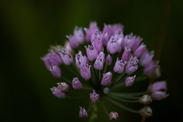 flower of a purple flower