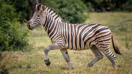 Fototapeta na wymiar Portrait of running zebra on safari