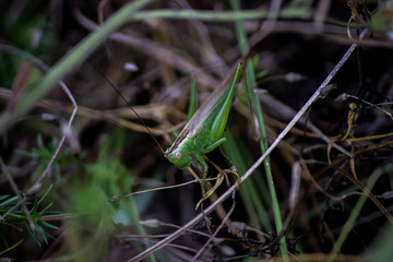 grasshopper on grass