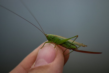 green grasshopper on a green leaf