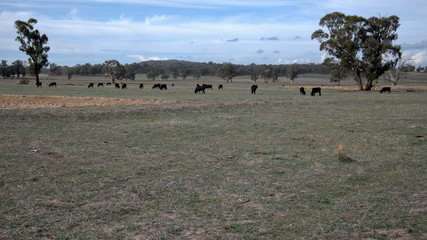Cattle Grazing in a Paddock at Winton Victoria Australia