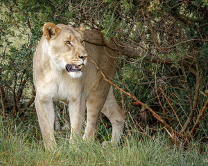Obraz na płótnie Canvas Portrait of adult lioness on safari in South Africa