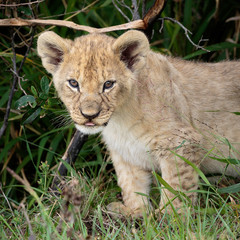 Portrait of lion cub on safari in South Africa