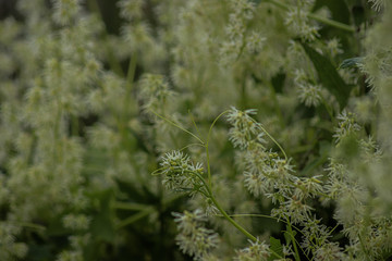 grass in the wind