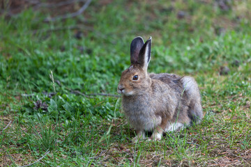 Wild Bunny Rabbit at Yellowstone
