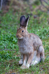 Naklejka na ściany i meble Wild Bunny Rabbit at Yellowstone
