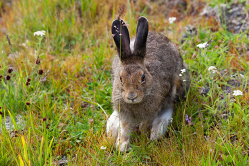Wild Bunny Rabbit at Yellowstone