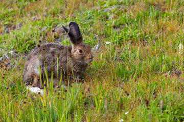 Wild Bunny Rabbit at Yellowstone