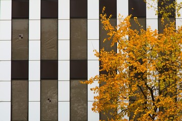 Yellow autumn tree against black and white vertical stripes pattern on a buliding.