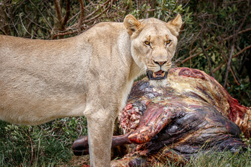 Adult lioness eating a kill on safari in South Africa