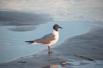 Seagull on the beach in Wildwood Crest, New Jersey