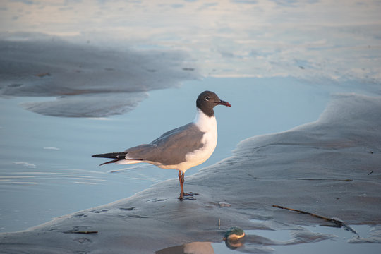 Seagull On The Beach In Wildwood Crest, New Jersey