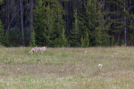 Coyote Walking in a Field at Yellowstone
