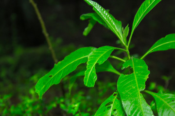 close up of green leaves