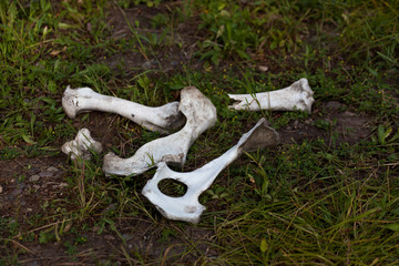 Bleached Animal Bones