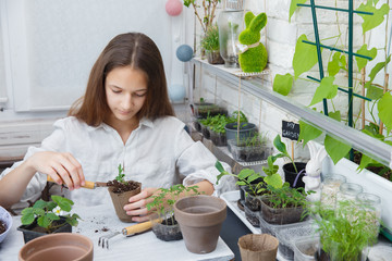Child cultivates the land around the plant. School environmental education. Earth day concept. Dive flower sprouts into individual pots. Tomato seedlings picking. Sprout transplant. 