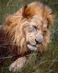 Portrait of adult male lion on safari in South Africa